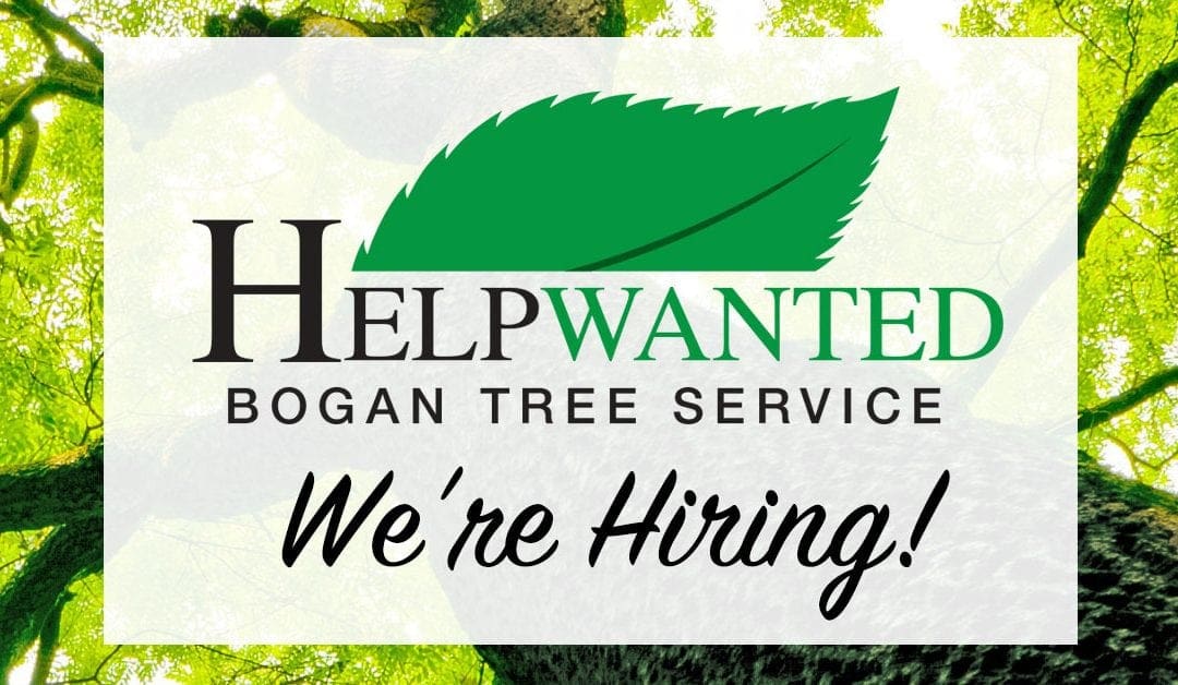 Bogan Tree Service is Seeking Laborers/Arborist Trainees for Immediate Hire