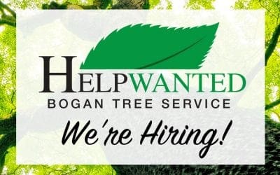 Tree Care Workers Wanted! Bogan Tree Service is Hiring!