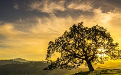 Do trees have a heartbeat? | MNN – Mother Nature Network
