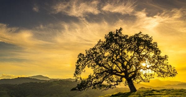 sunset through oak tree