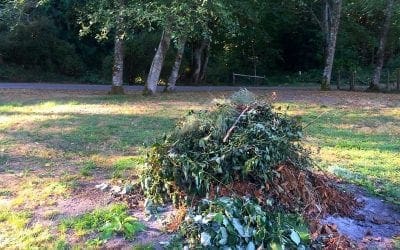 To protect pollinators, go easy on the fall garden cleanup