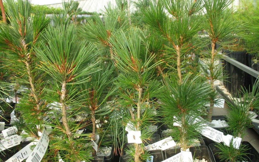 A Horticultural Sleight of Hand – National Forest Foundation