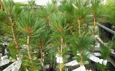 A Horticultural Sleight of Hand – National Forest Foundation