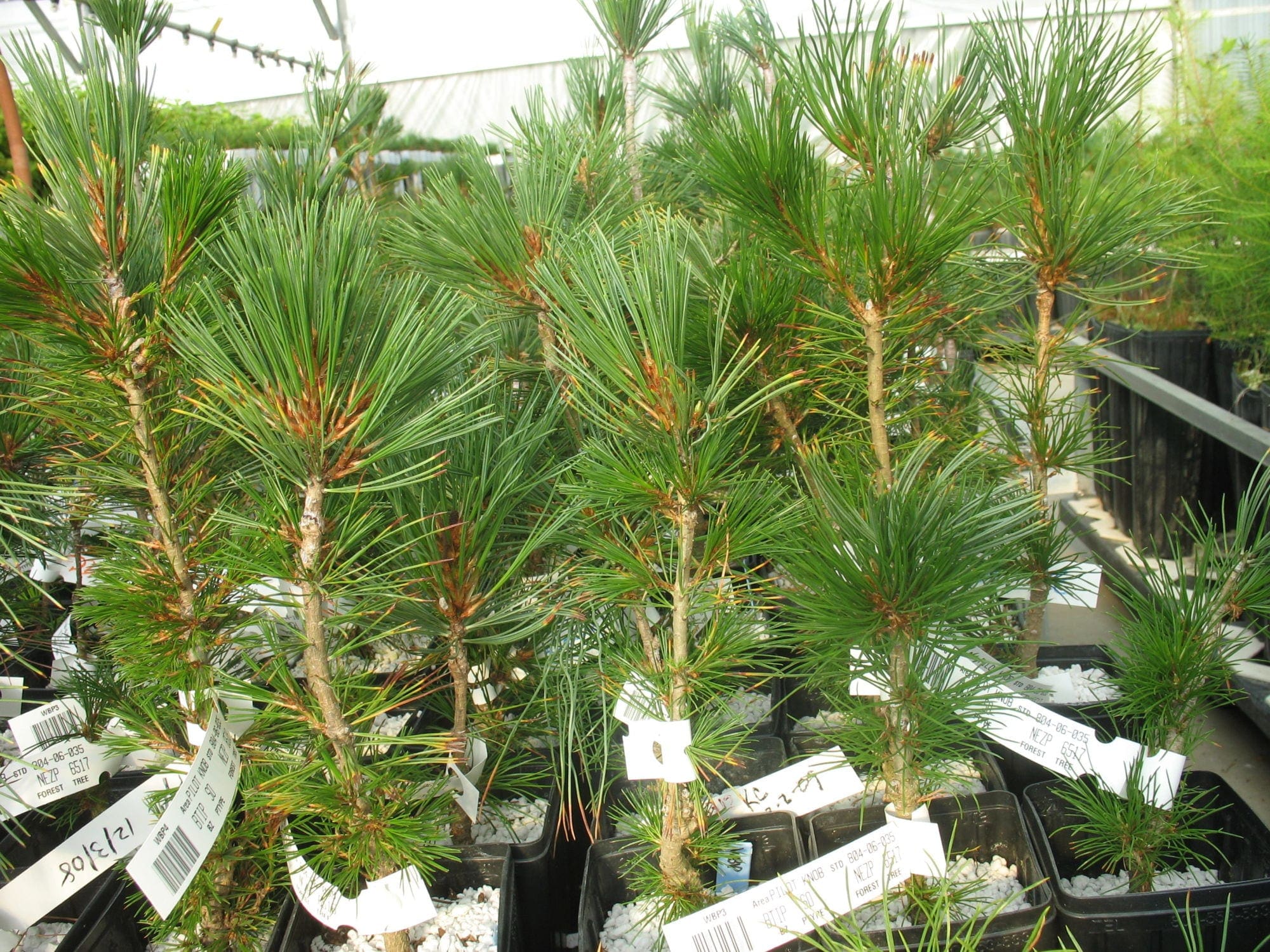 A Horticultural Sleight of Hand