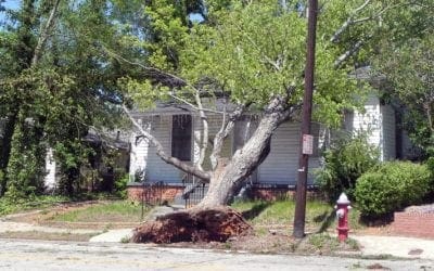 When Will My Tree Fall on My House?