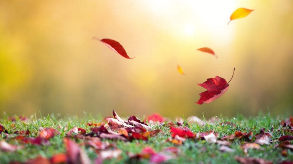 Falling Autumn Leaves