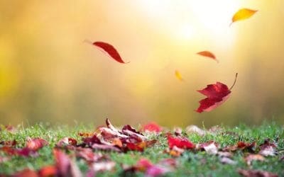 8 Trees that Flaunt Brilliant Fall Color • Arbor Day Blog