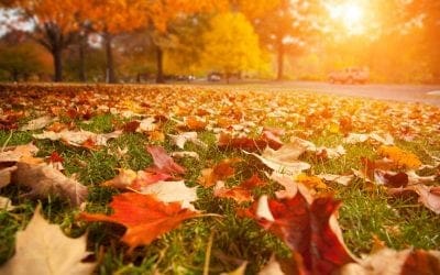 A very important reason not to rake the leaves on your lawn | TreeHugger