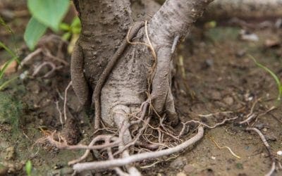 Girdling Roots And What To Do About Them • Arbor Day Blog