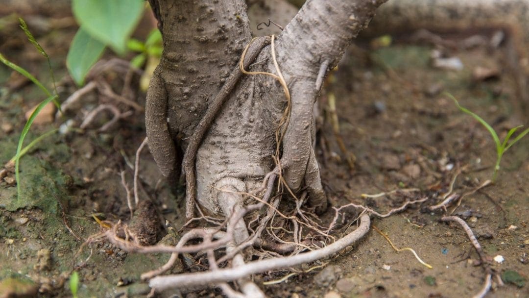 girdling roots