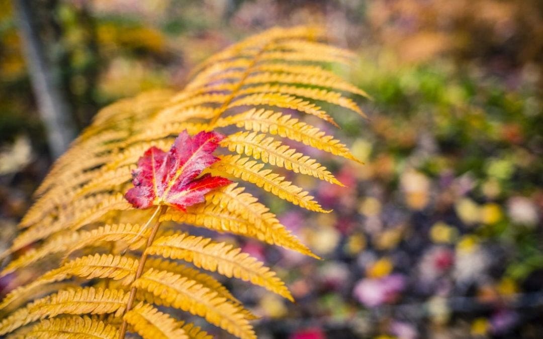Fall Foliage: When, Why & How Vibrant Will Maple Leaves Be? – Cool Green Science