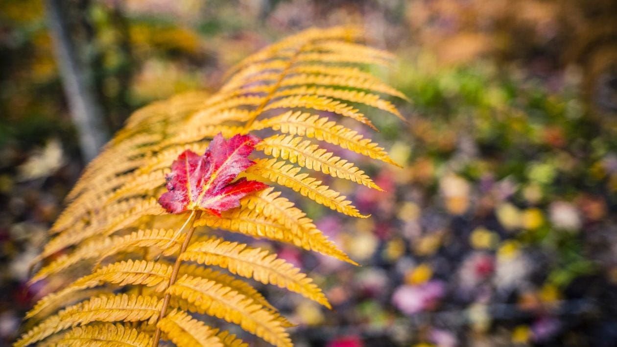 fall foliage