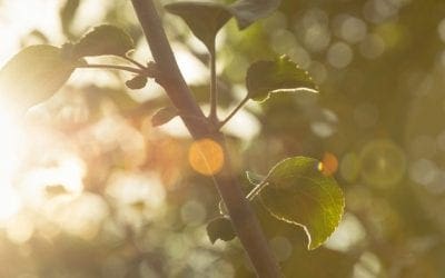 Full Sun, Partial Sun, Does it Really Matter? • Arbor Day Blog