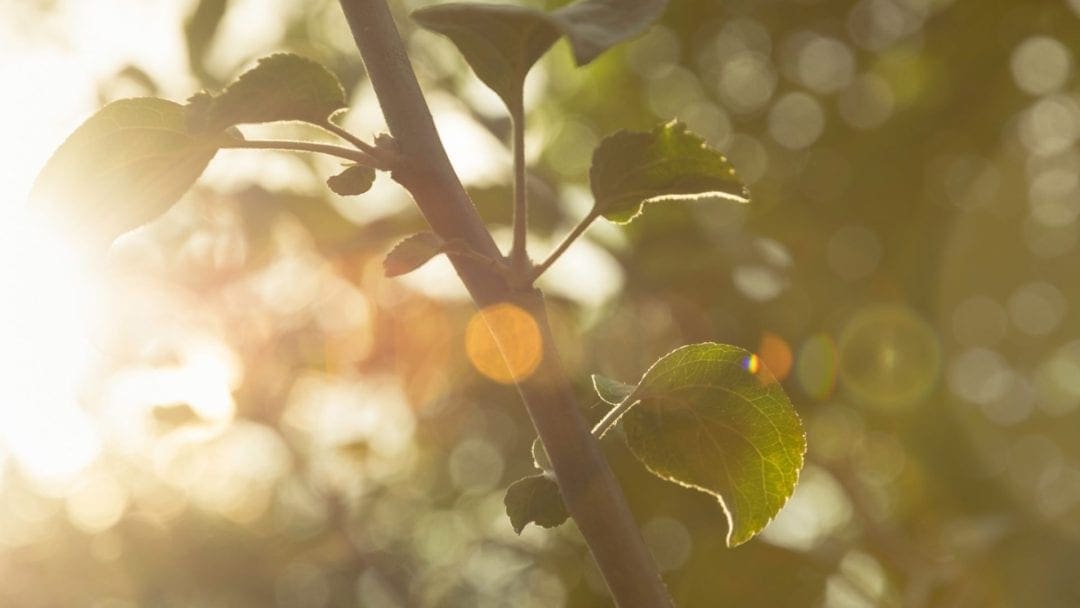 tree branch sunflare