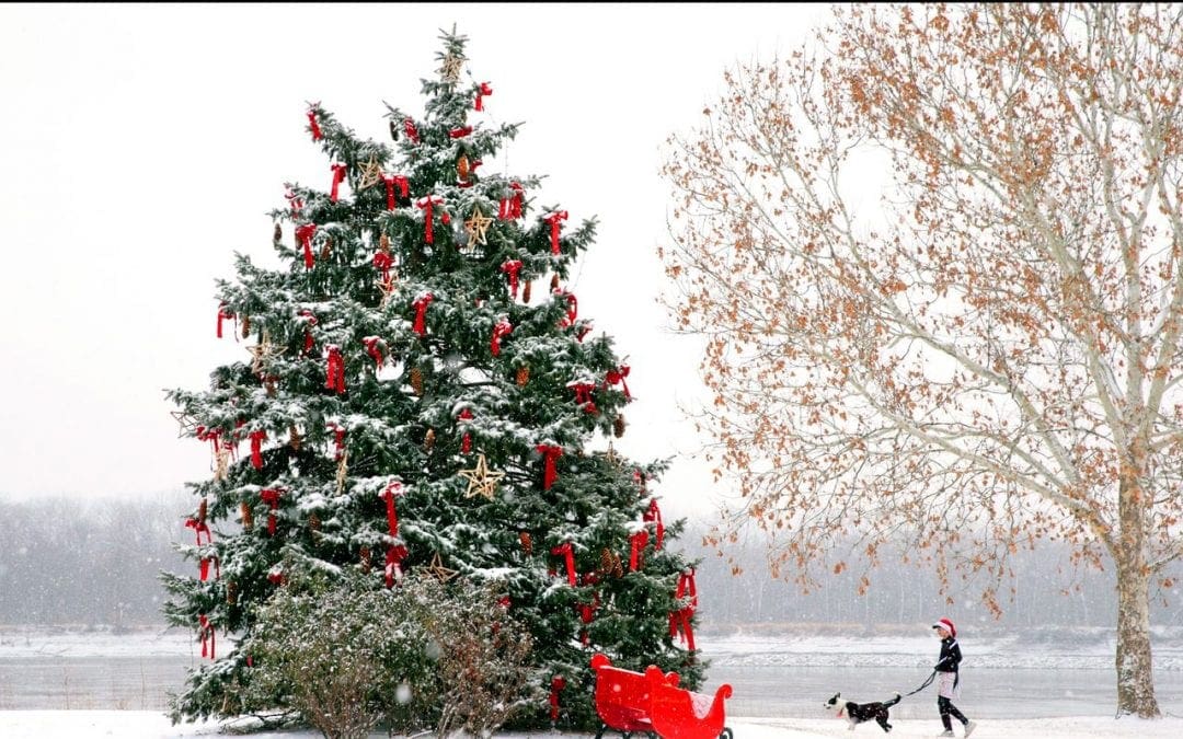When is the best time to buy a Christmas tree? Wait as long as you can
