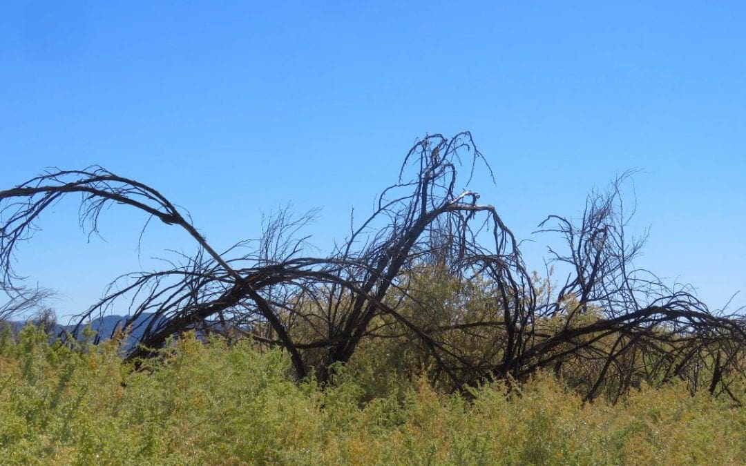 The Mystery of the Dying Mesquites – Cool Green Science