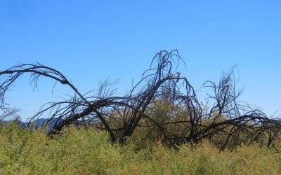 The Mystery of the Dying Mesquites β Cool Green Science