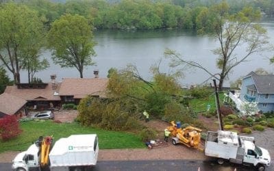 Leave Storm-Related Tree Work to Professionals