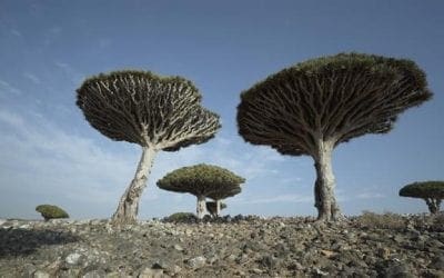 See the unique and endangered dragon’s blood trees of Socotra