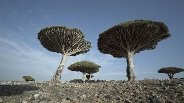 dragons blood trees of Socotra