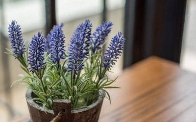 6 houseplants to boost well-being | TreeHugger