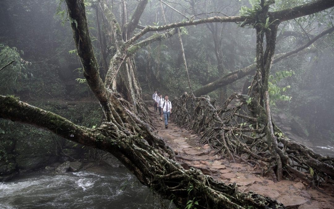 Pictures of Living Root Bridges in Meghalaya, India