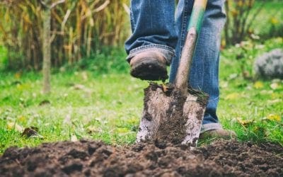 Ask an Arborist: Why Should I Plant in the Fall? • Arbor Day Blog