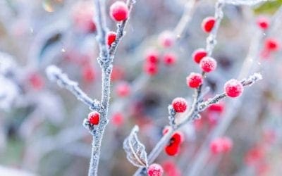This plant brings color to winter | TreeHugger
