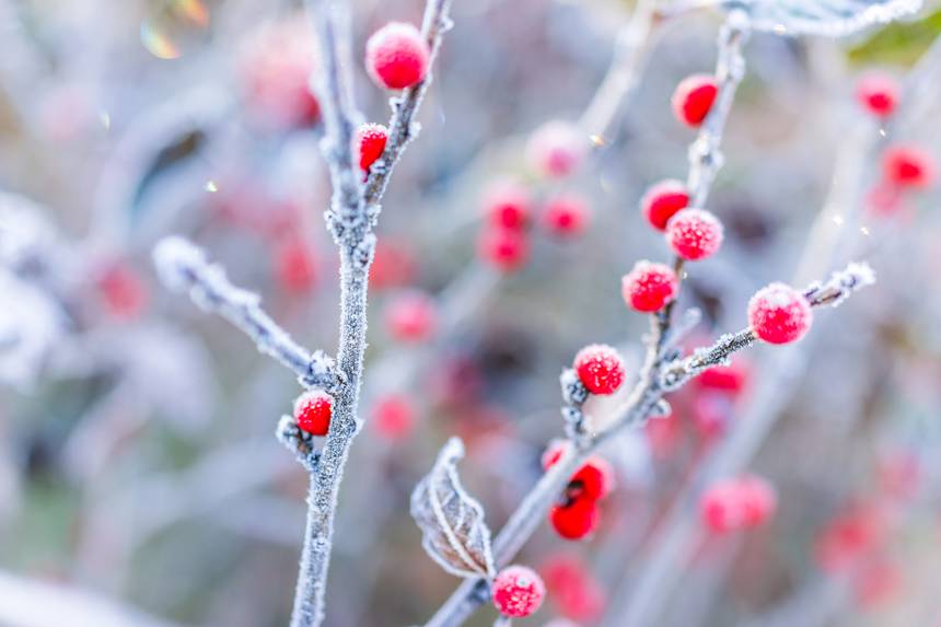 winterberry plant