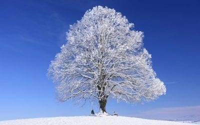 How To Care For Trees in Winter