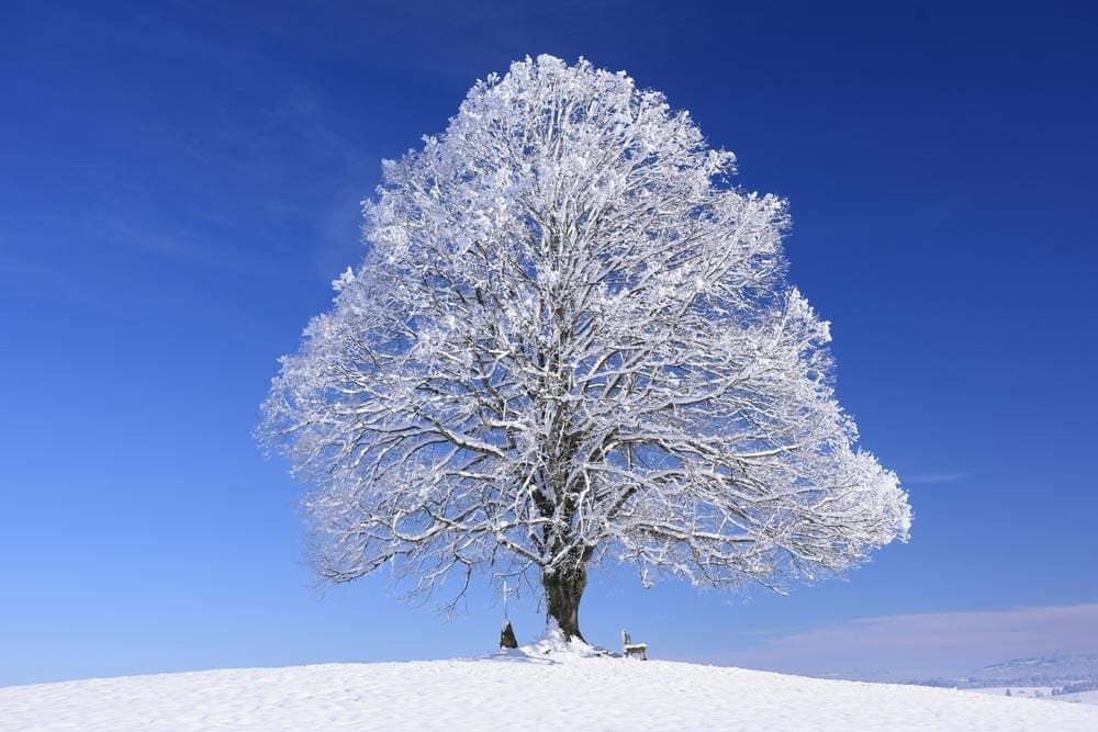 How To Care For Trees in Winter