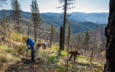 A Day Among Tree Planters – National Forest Foundation