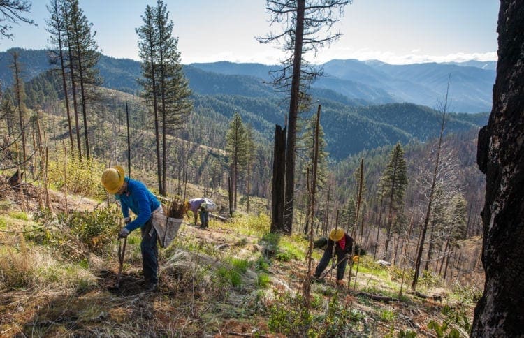 A Day Among Tree Planters