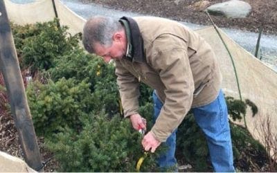 Winter care for trees and plants