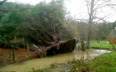 Mystery as fir tree that fell over during storms stands itself upright again | Daily Mail Online