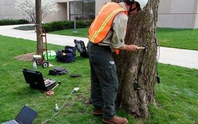 Video: How to Protect Trees & Shrubs from Weather Damage