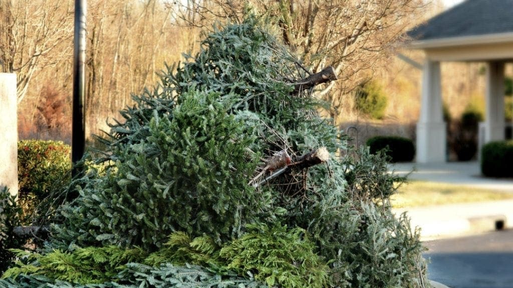christmas tree recycle