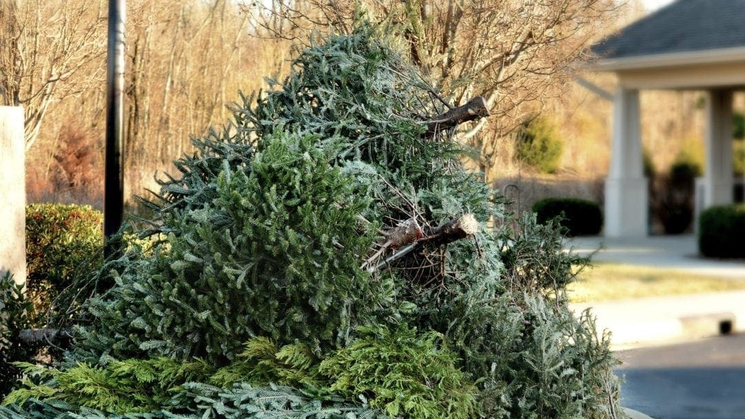 8 Uses for your tree after Christmas