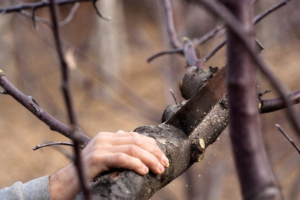 cutting trees