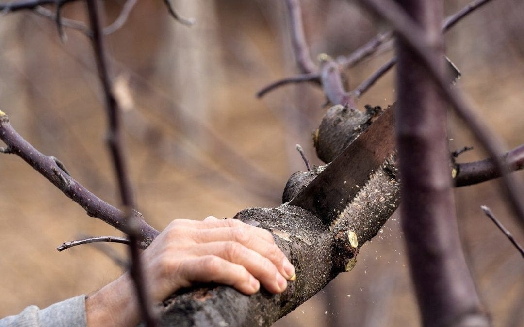 Six Tips for Winter Tree Care | The Money Pit