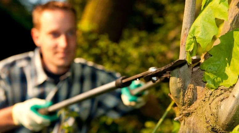 Winter Tree Pruning