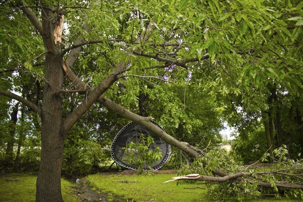 storm damage tree