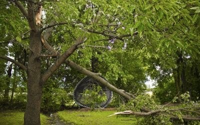After the Storm: TLC for Your Trees