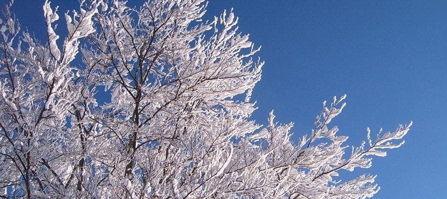 The benefits of tree maintenance during the winter months