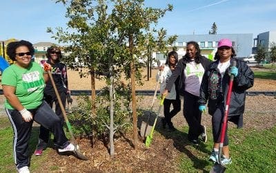 4 Winter Tree Care Tips – Canopy : Canopy