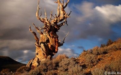 Photo: This is what the world’s oldest tree looks like | TreeHugger
