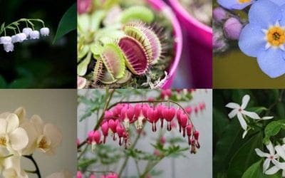 14 houseplants perfect for Valentine’s Day | TreeHugger