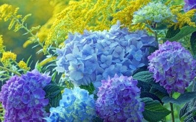 7 Fast-Growing Shrubs • Arbor Day Blog