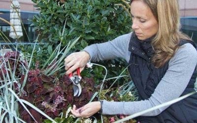 Shaping up your shrubs