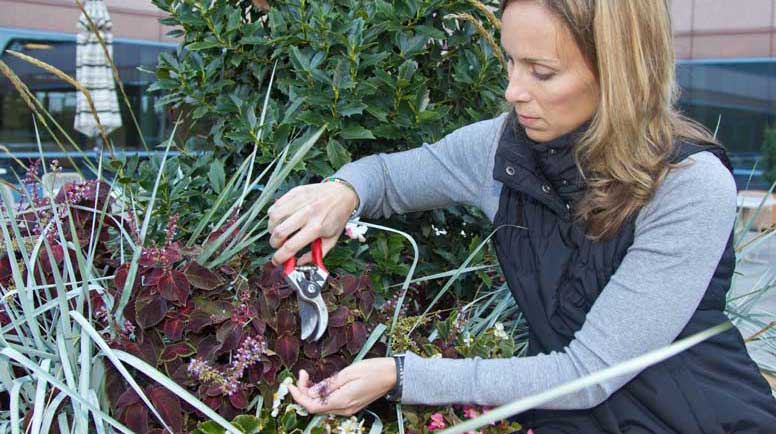 Shaping up your shrubs